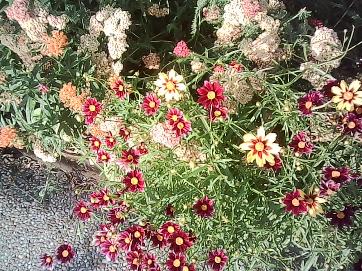 Garden flowers