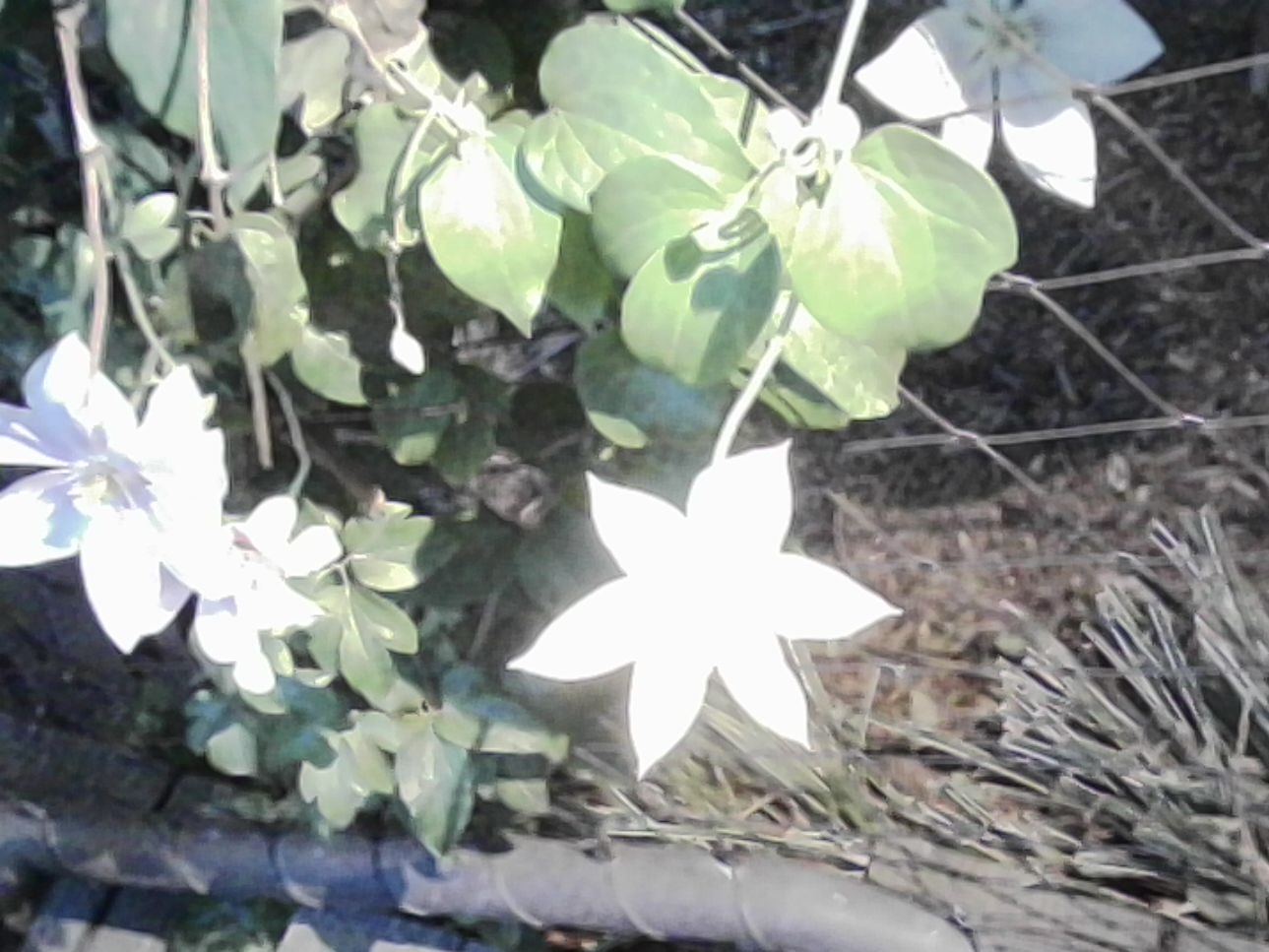 White flowers on a fence