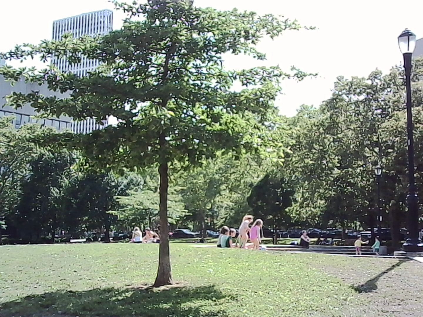 Tree in a park